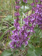 Image of Salvia judaica Boiss.