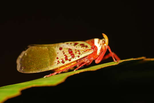 Image de Copidocephala guttata (White 1846)