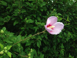 Image of rose of Sharon