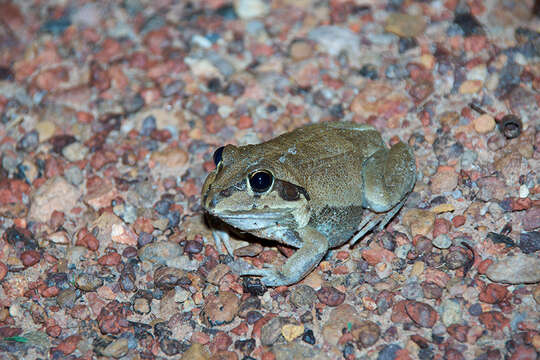 Image of Giant Frog