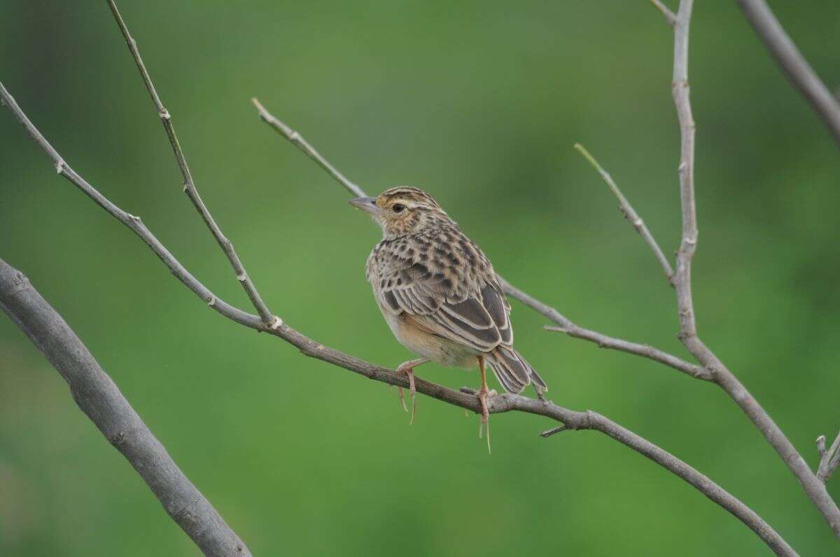 Image of Jerdon's Bush Lark