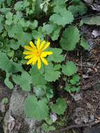 Plancia ëd Dolichorrhiza renifolia (C. A. Mey.) Galushko