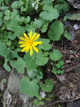 Plancia ëd Dolichorrhiza renifolia (C. A. Mey.) Galushko