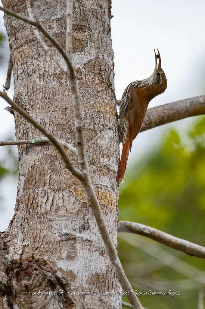 Image of Scaled Woodcreeper