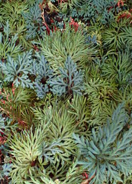 Image of Selaginella erythropus (Mart.) Spring