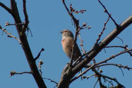 Image of Linnets