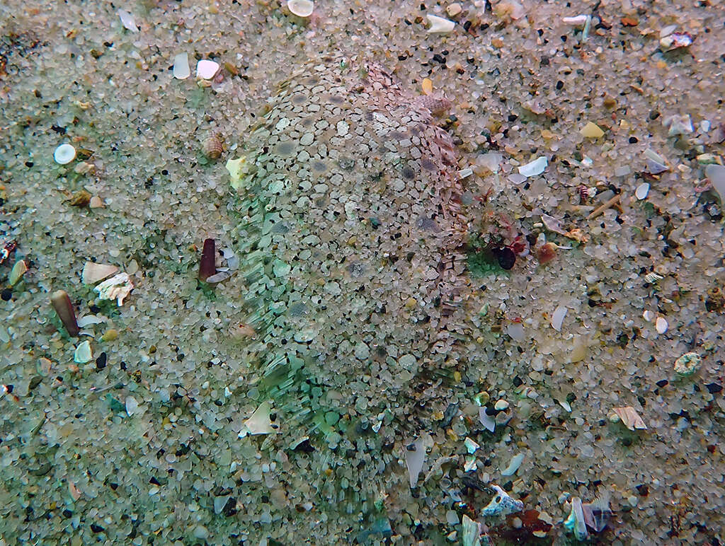 Image of Southern peacock sole