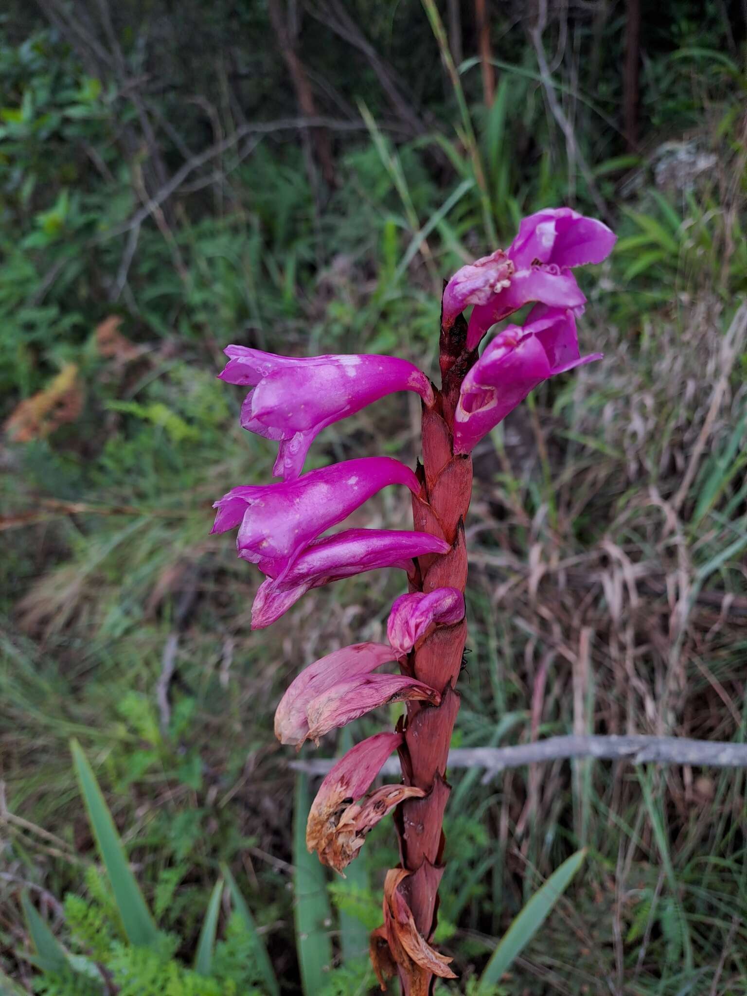 Imagem de Watsonia pulchra N. E. Br. ex Goldblatt