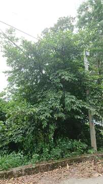 Ficus ampelas Burm. fil. resmi