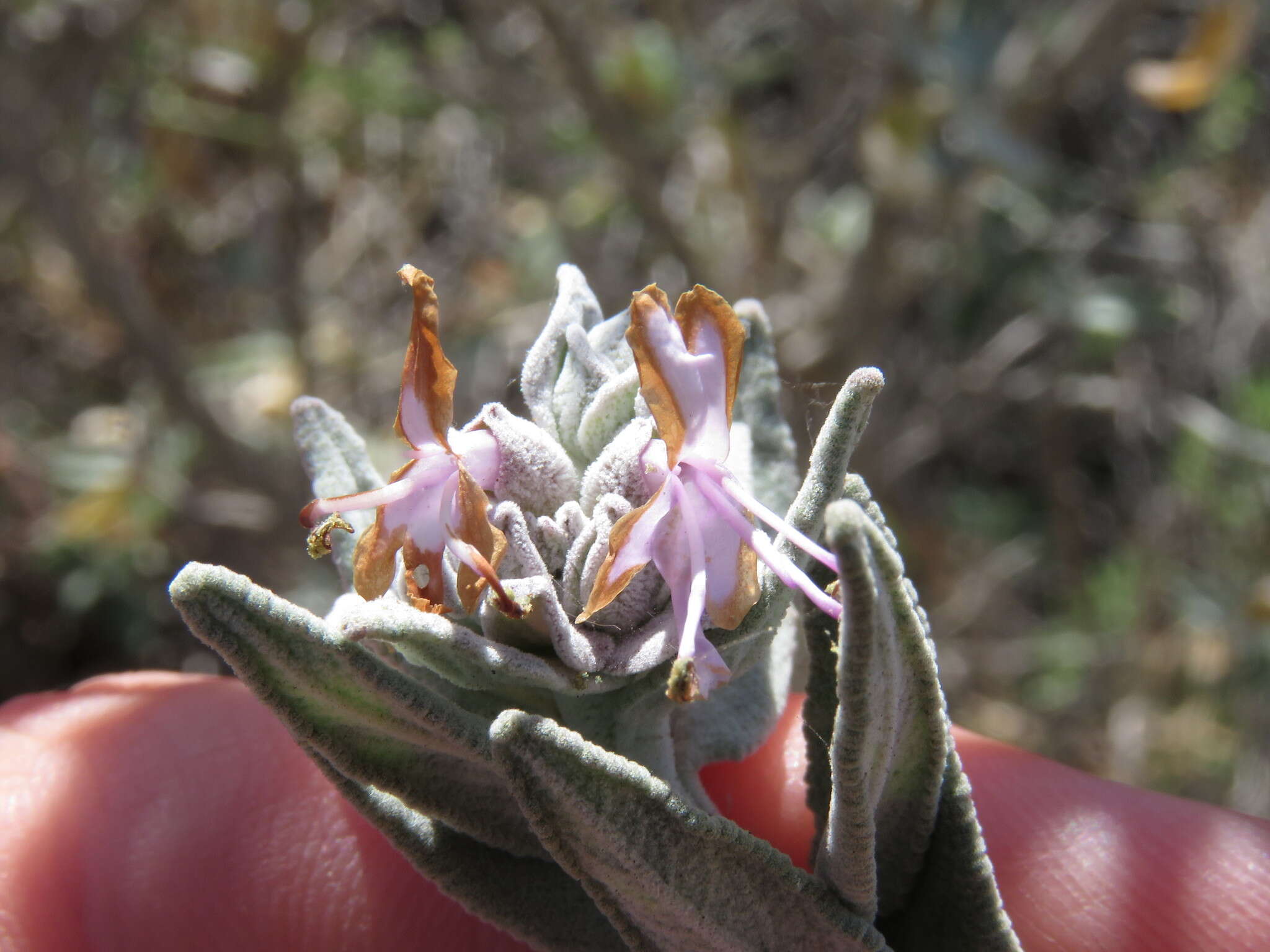 Image de Salvia leucophylla Greene