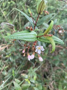 Miconia crotonifolia (Desr.) Judd & Ionta的圖片