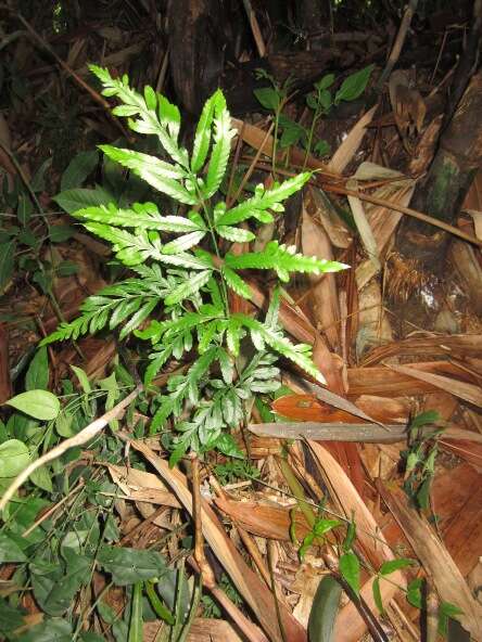 Imagem de Pteris ensiformis Burm.