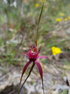 Image of Carousel spider orchid