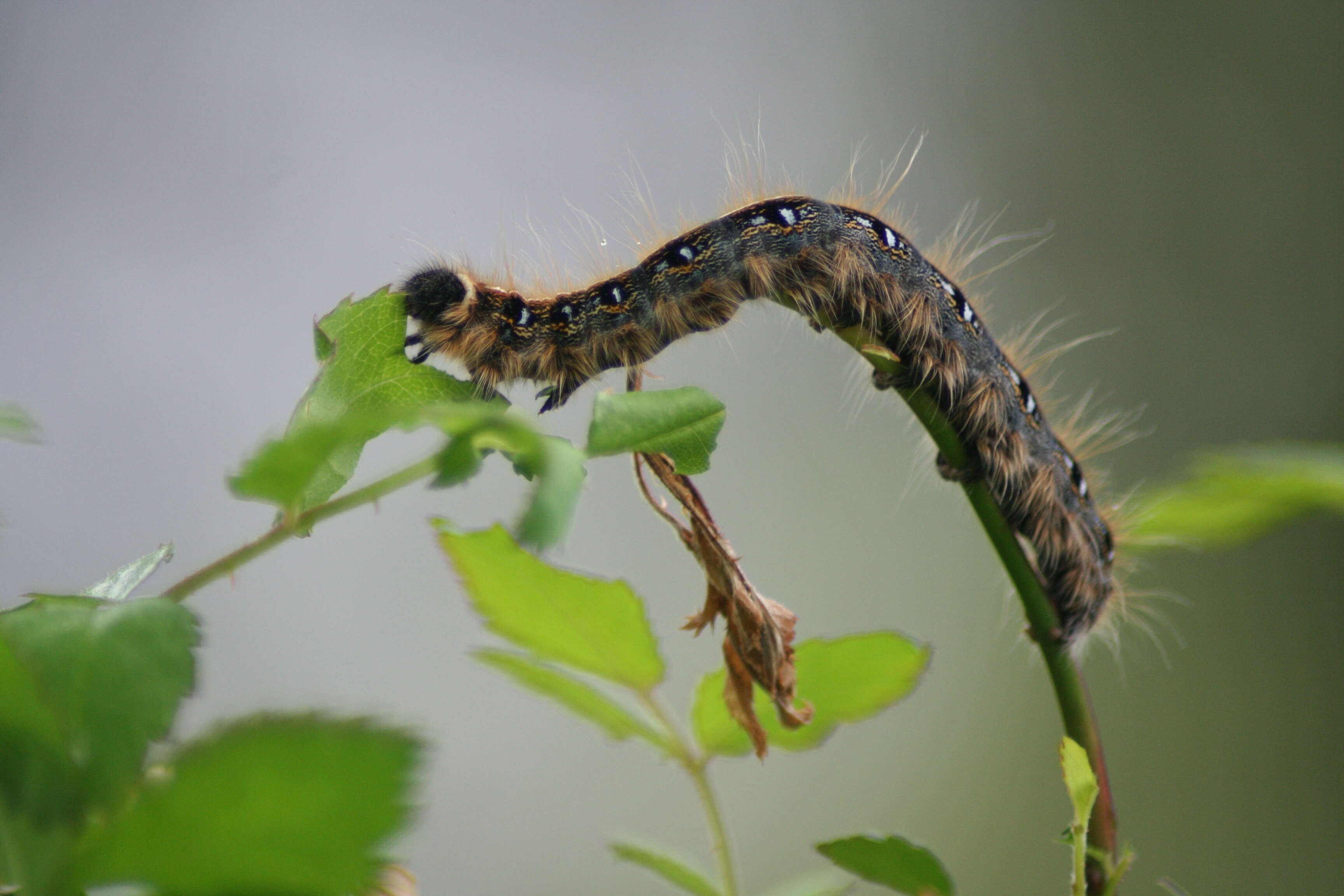 Image de Malacosoma americanum