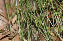 Image of Cyperus mirus C. B. Clarke