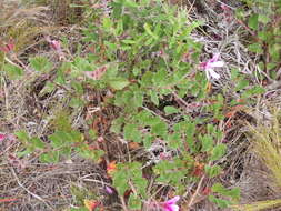 Imagem de Pelargonium betulinum (L.) L'Her.