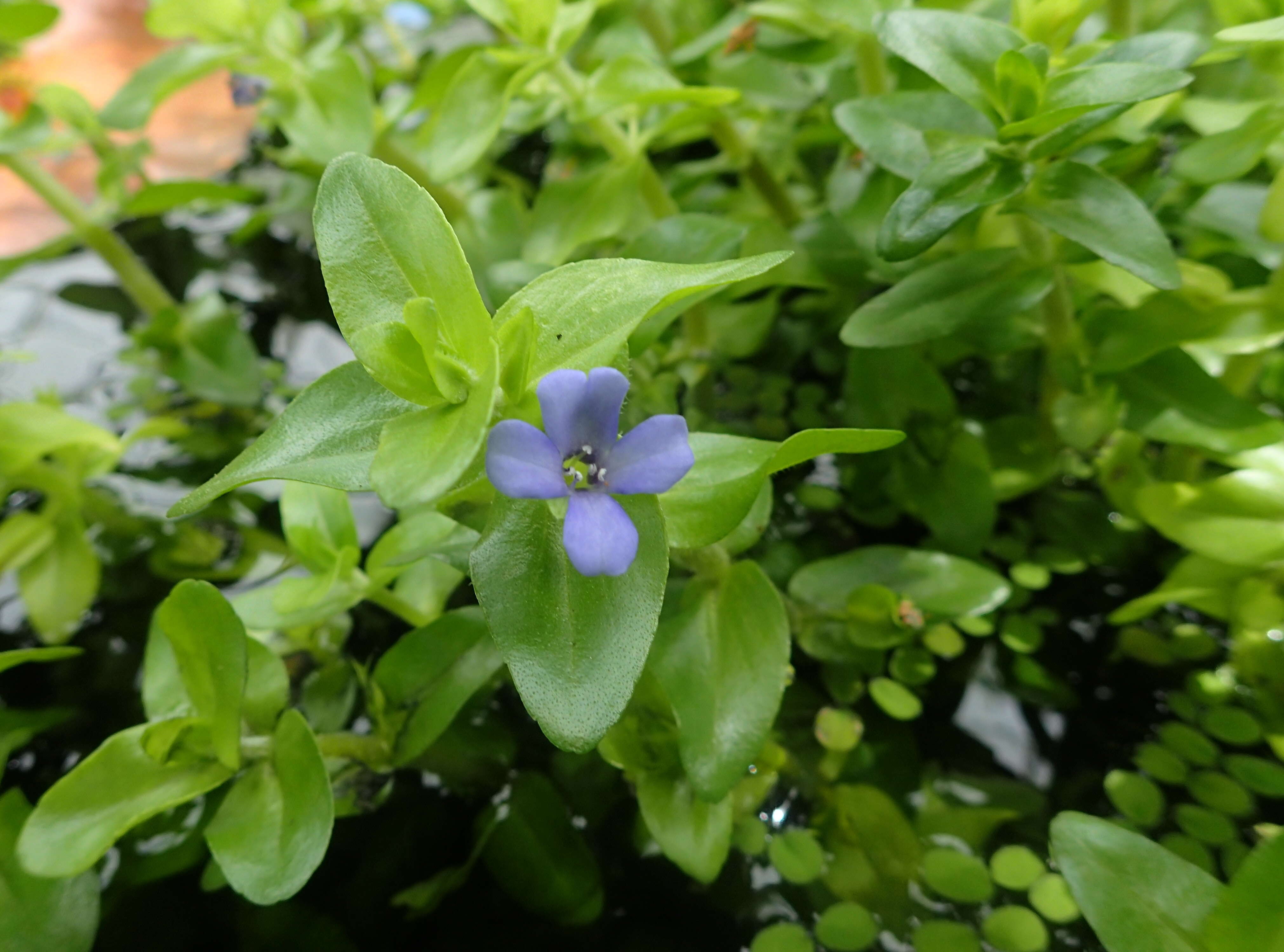 Image of blue waterhyssop