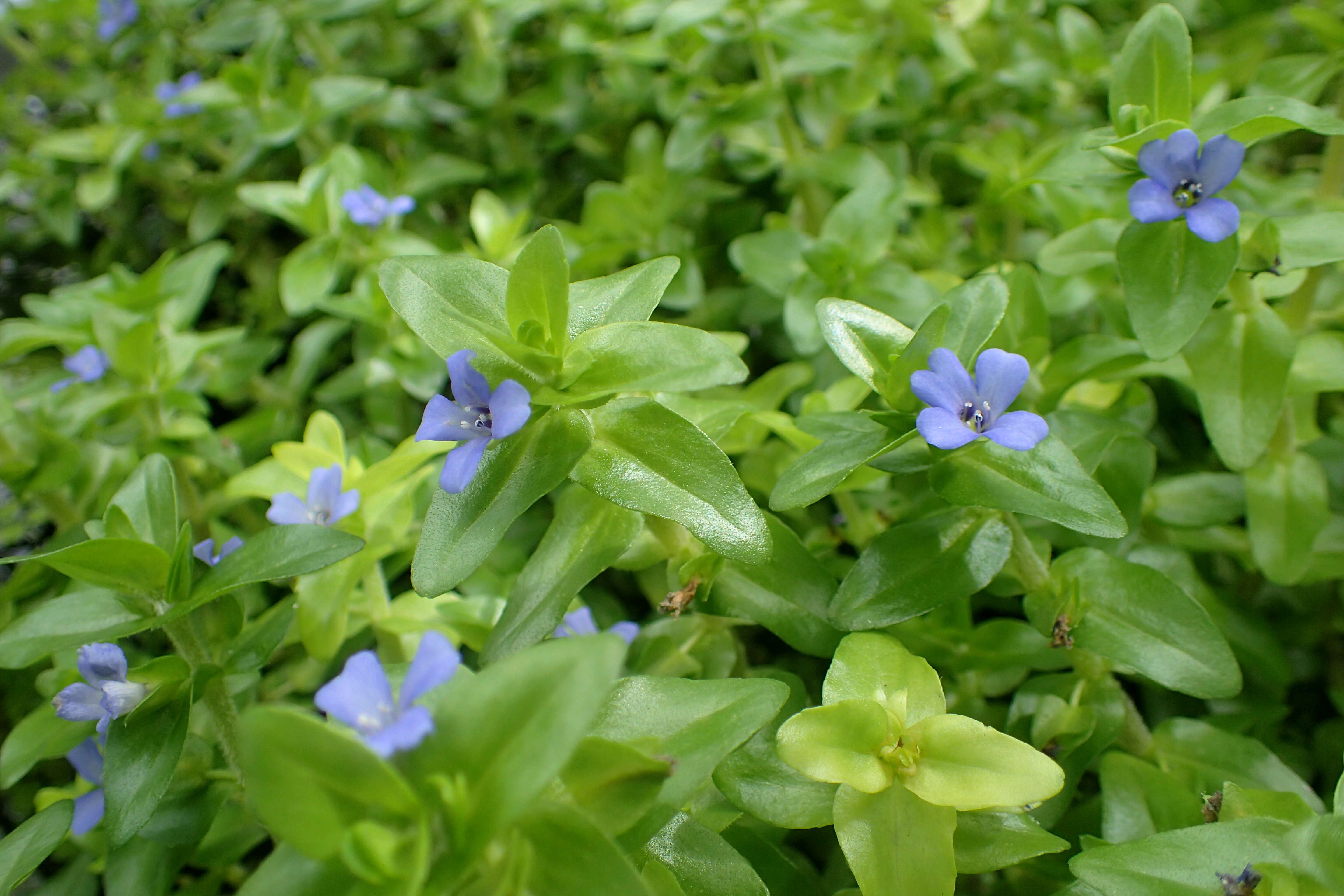 Image of blue waterhyssop