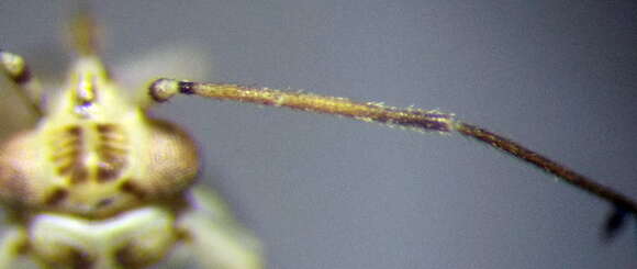 Image of Chlorillus