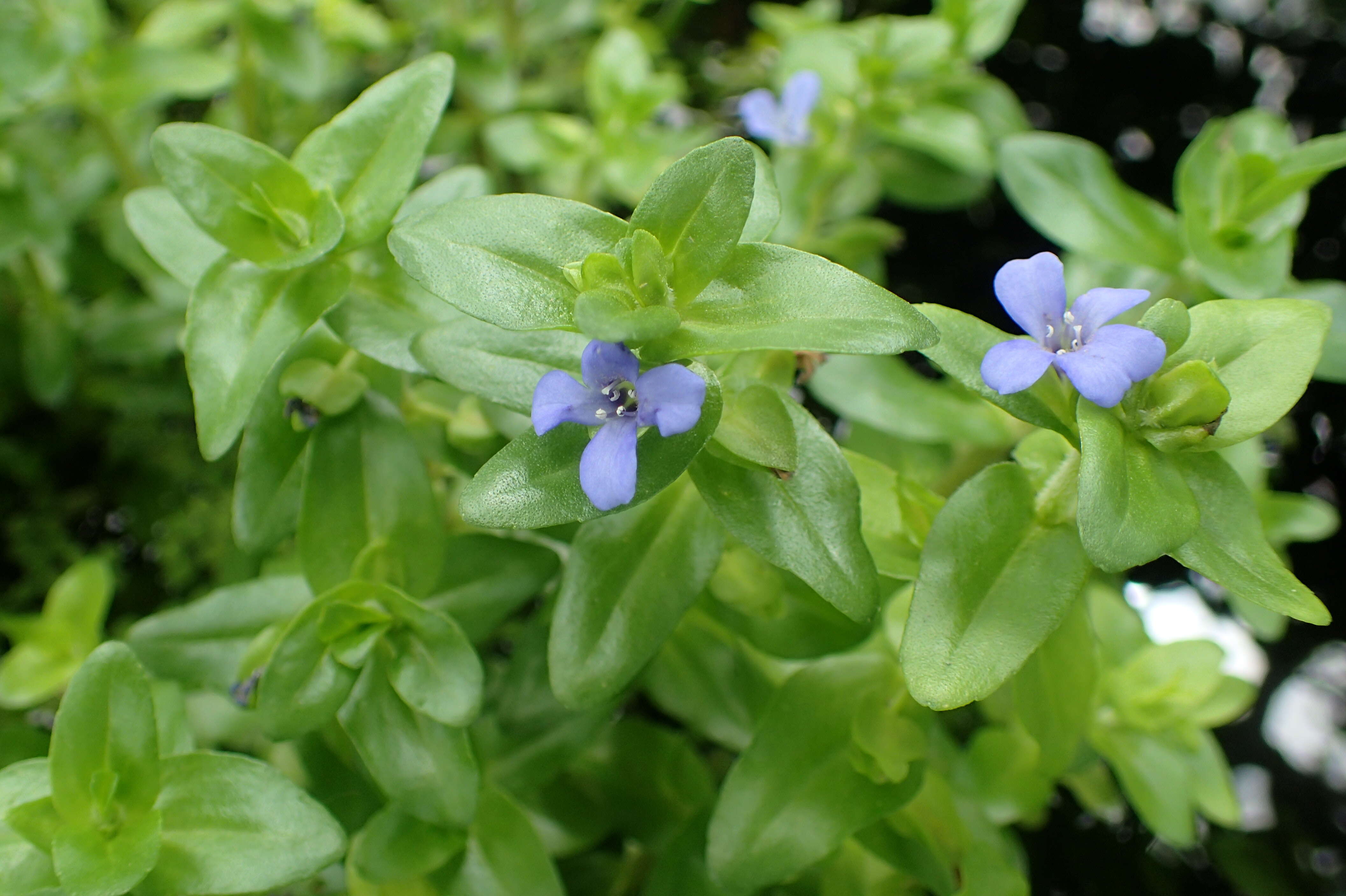 Image of blue waterhyssop