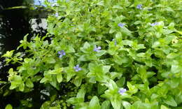 Image of blue waterhyssop