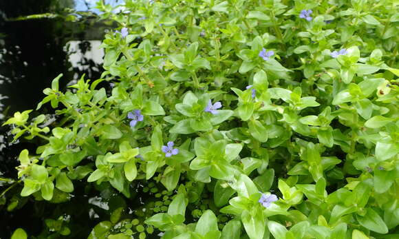 Image of blue waterhyssop