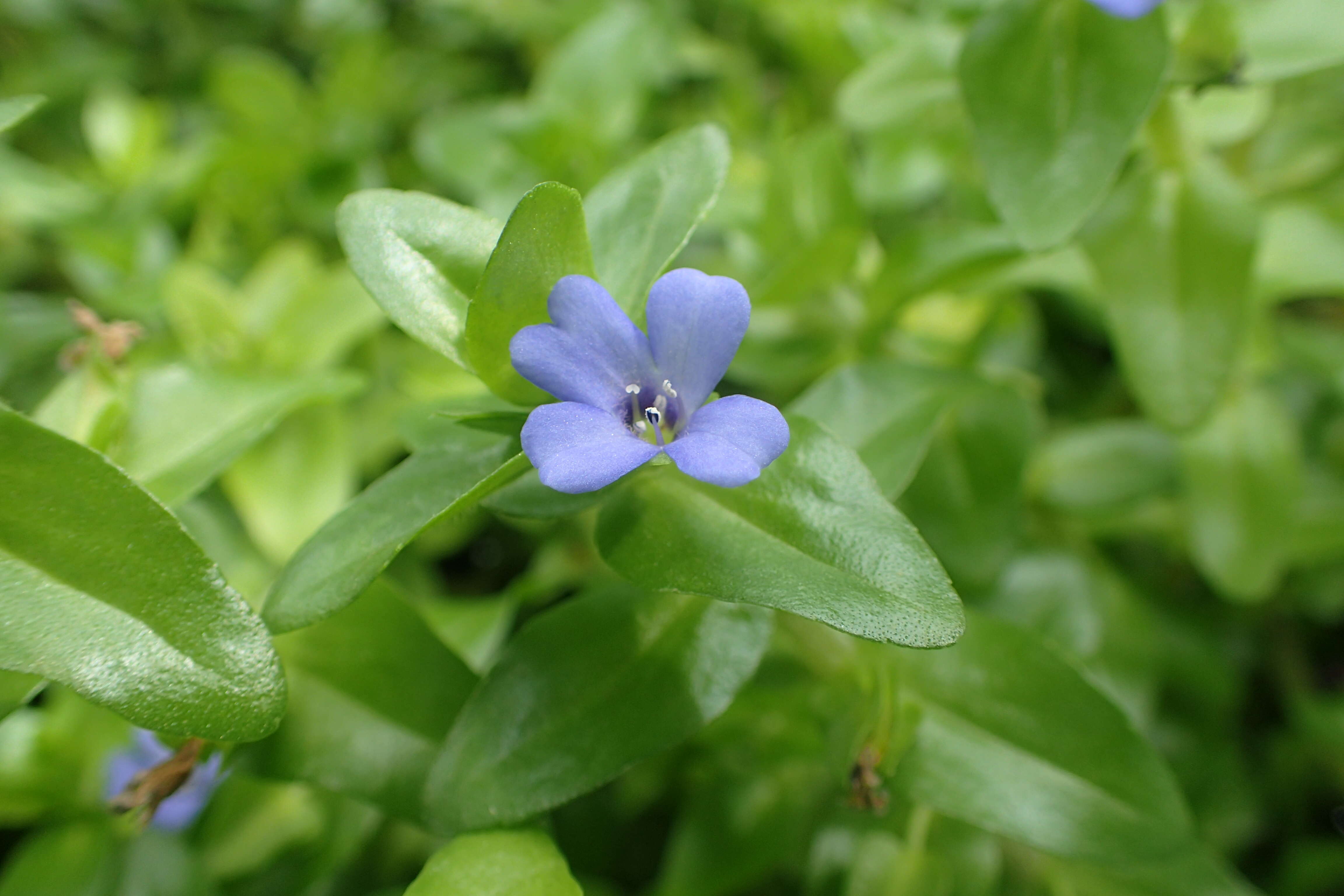 Image of blue waterhyssop