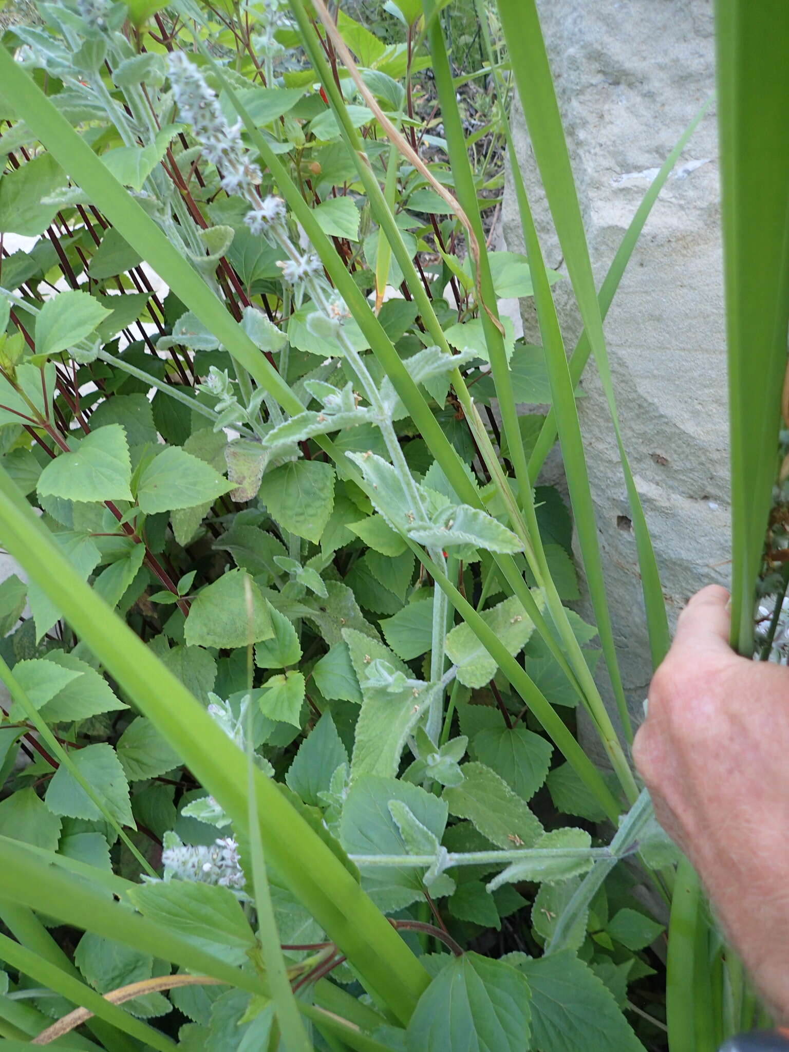 Image of whitestem hedgenettle