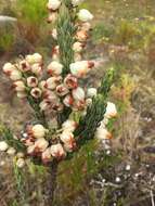 Image of Erica grisbrookii Guthrie & Bolus