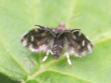 Image of Peacock Brenthia