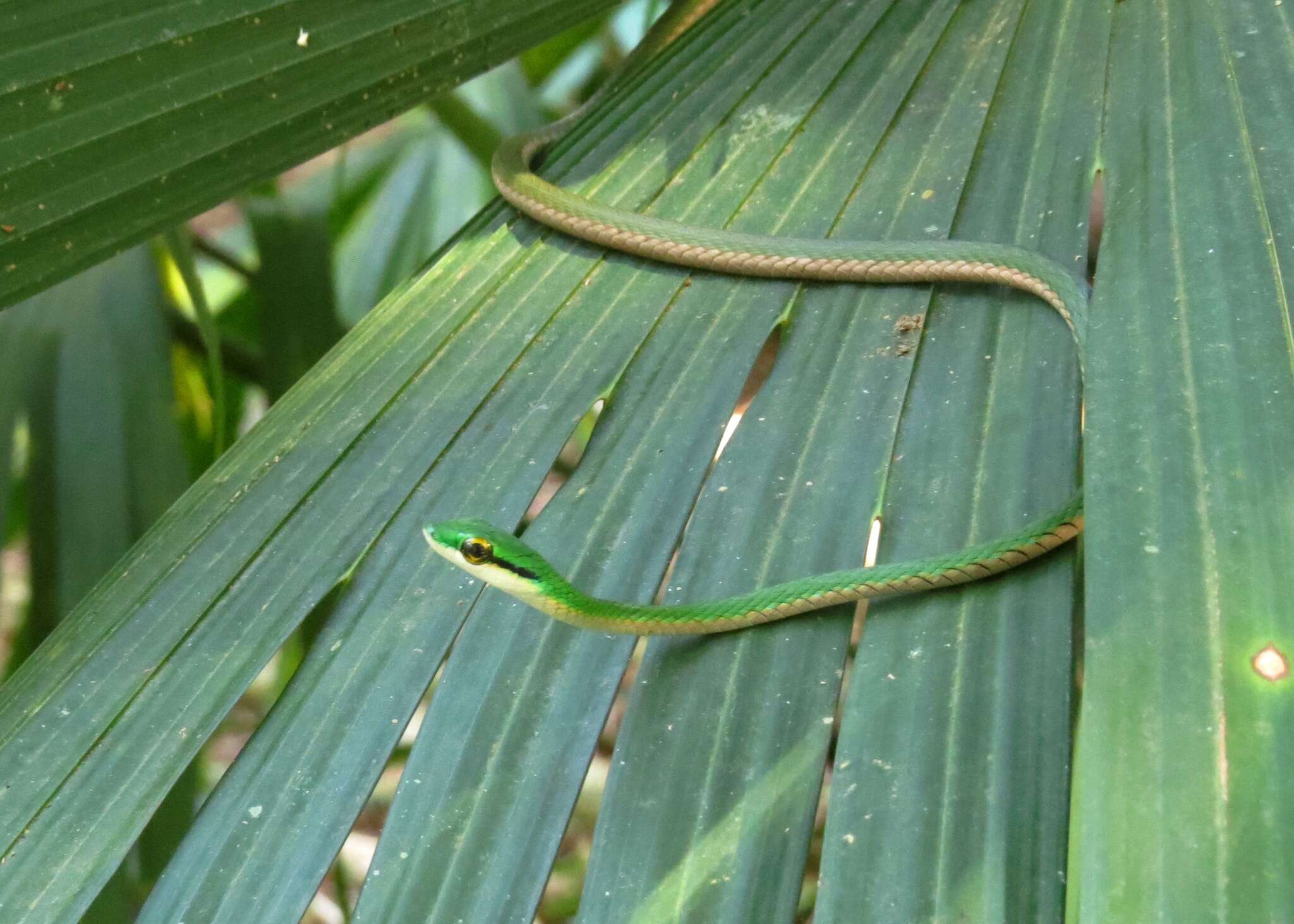 Image of Green Parrot Snake