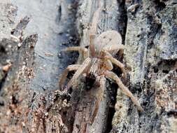 Image de Mituliodon tarantulinus (L. Koch 1873)