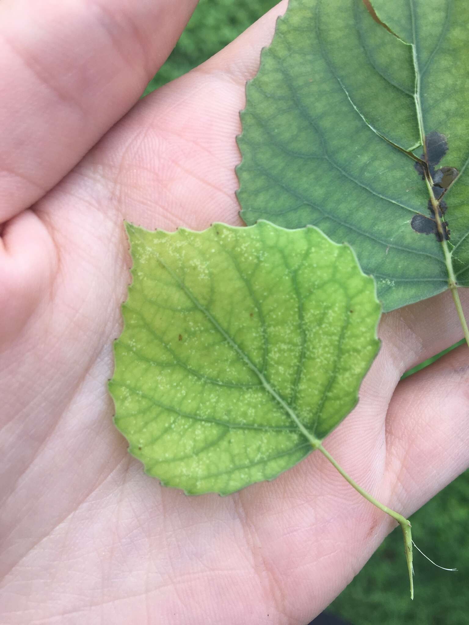 Image of Populus mexicana subsp. mexicana