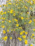 Image of manybristle chinchweed