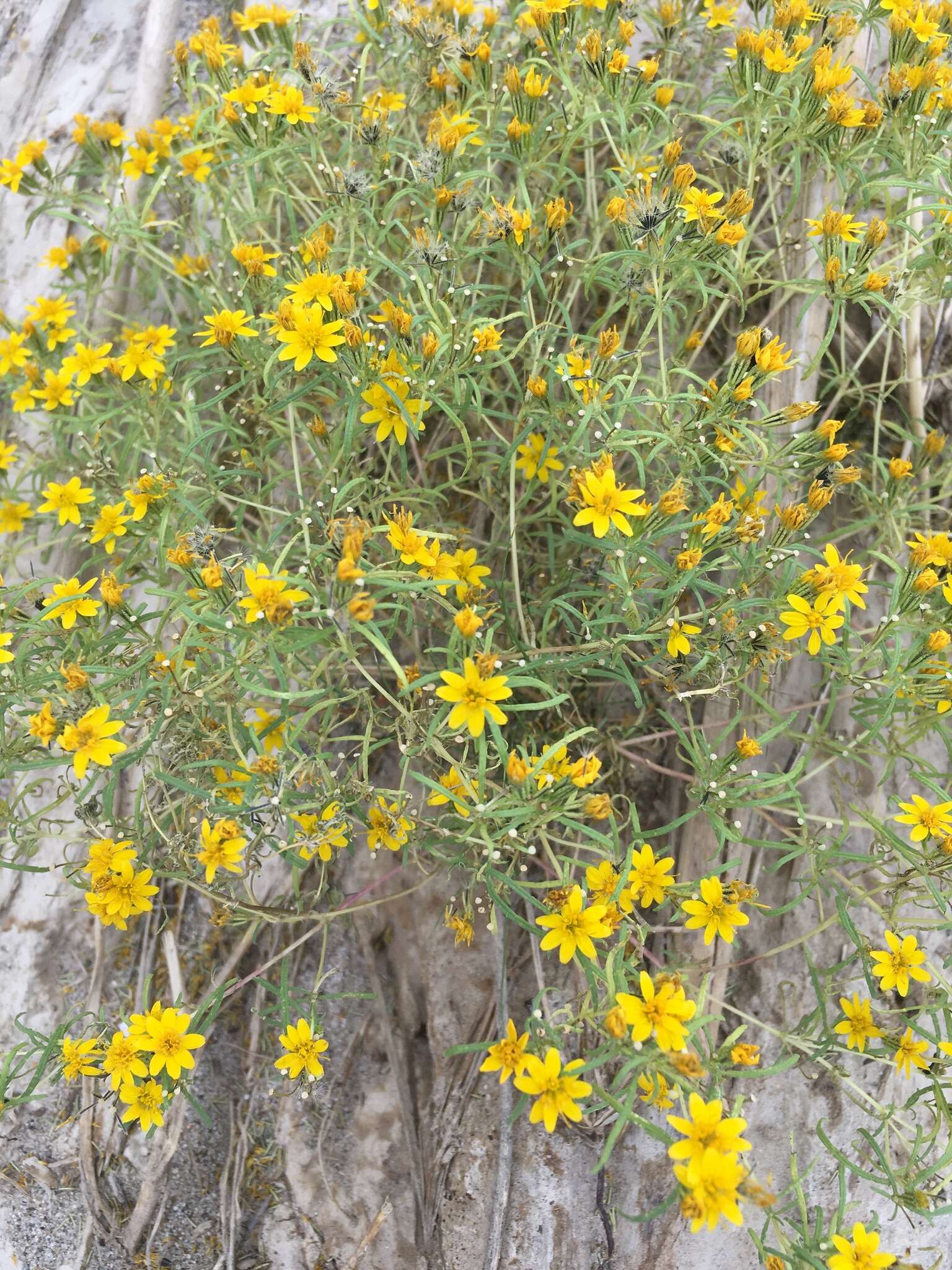 Image of manybristle chinchweed