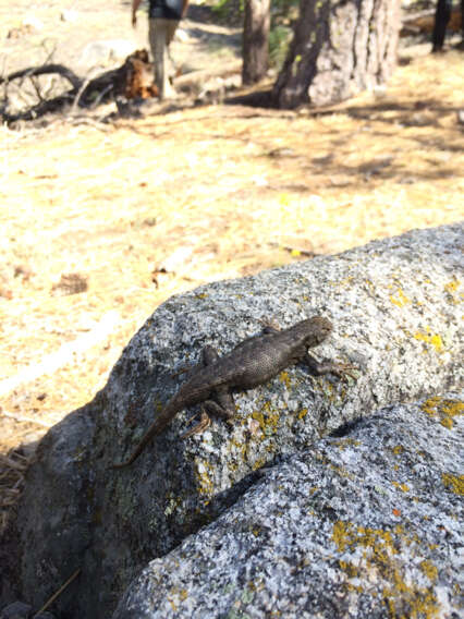 Image of Southern Sagebrush Lizard