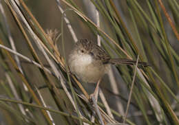 Слика од Prinia gracilis (Lichtenstein & Mhk 1823)