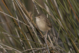 Image of Graceful Prinia