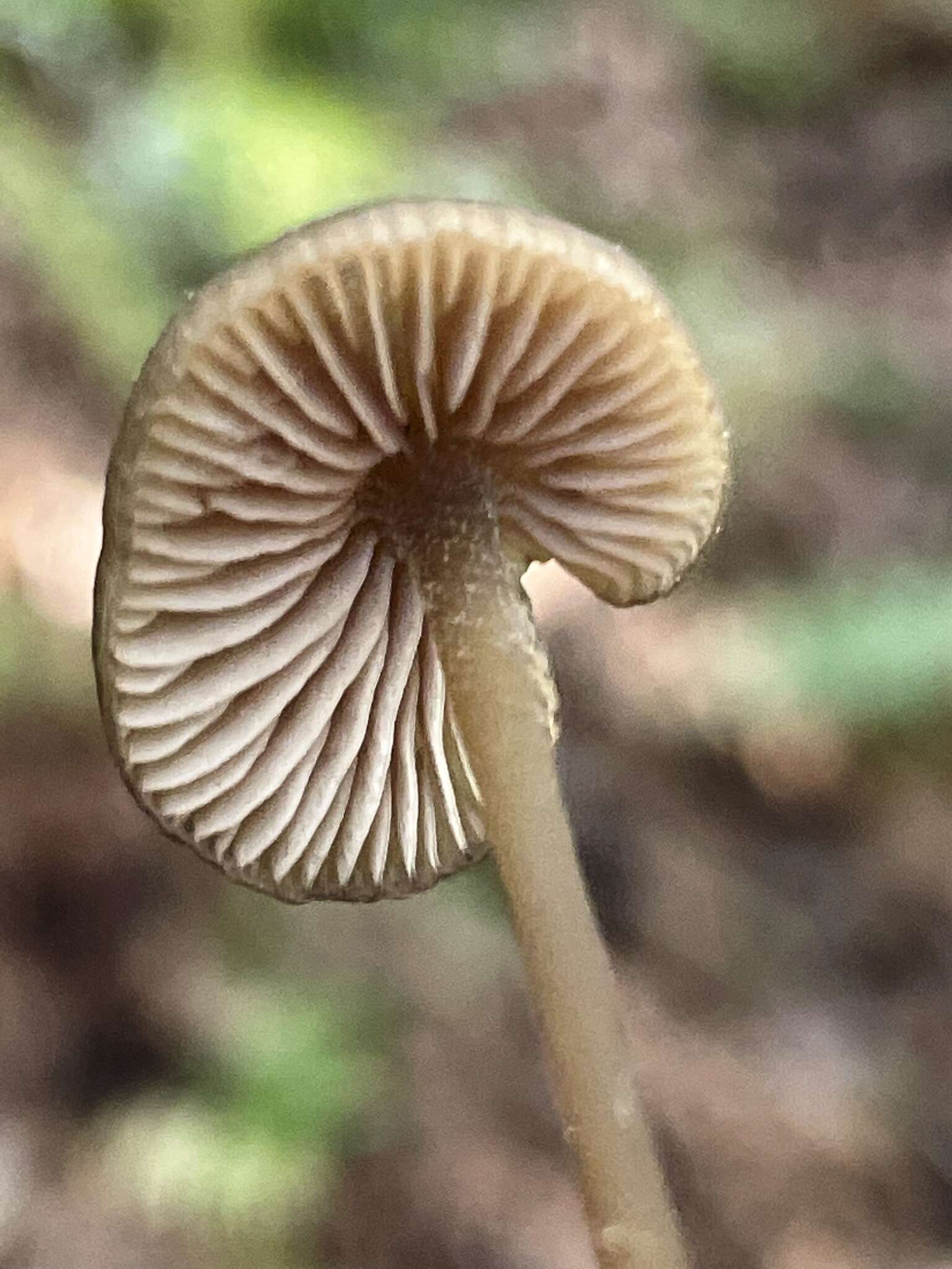 Image of Entoloma clandestinum (Fr.) Noordel. 1980