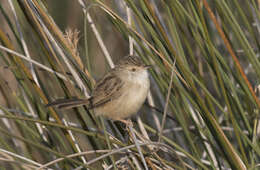 Image of Graceful Prinia