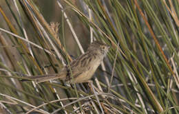 Image of Graceful Prinia