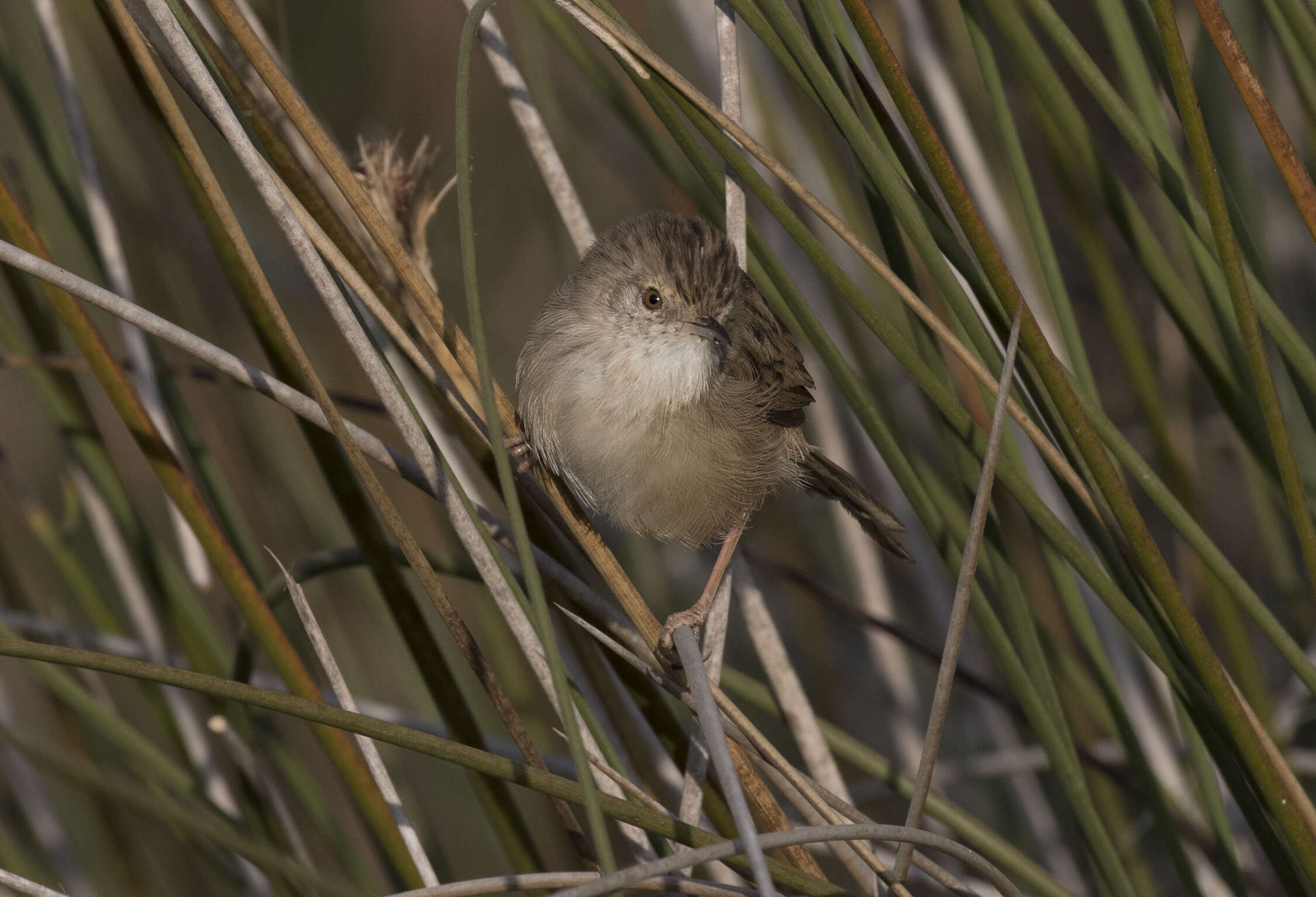 Image of Graceful Prinia