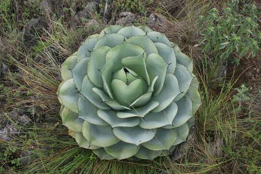 Image de Agave ovatifolia G. D. Starr & Villarreal