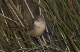 Image of Graceful Prinia