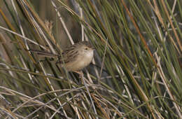 Слика од Prinia gracilis (Lichtenstein & Mhk 1823)