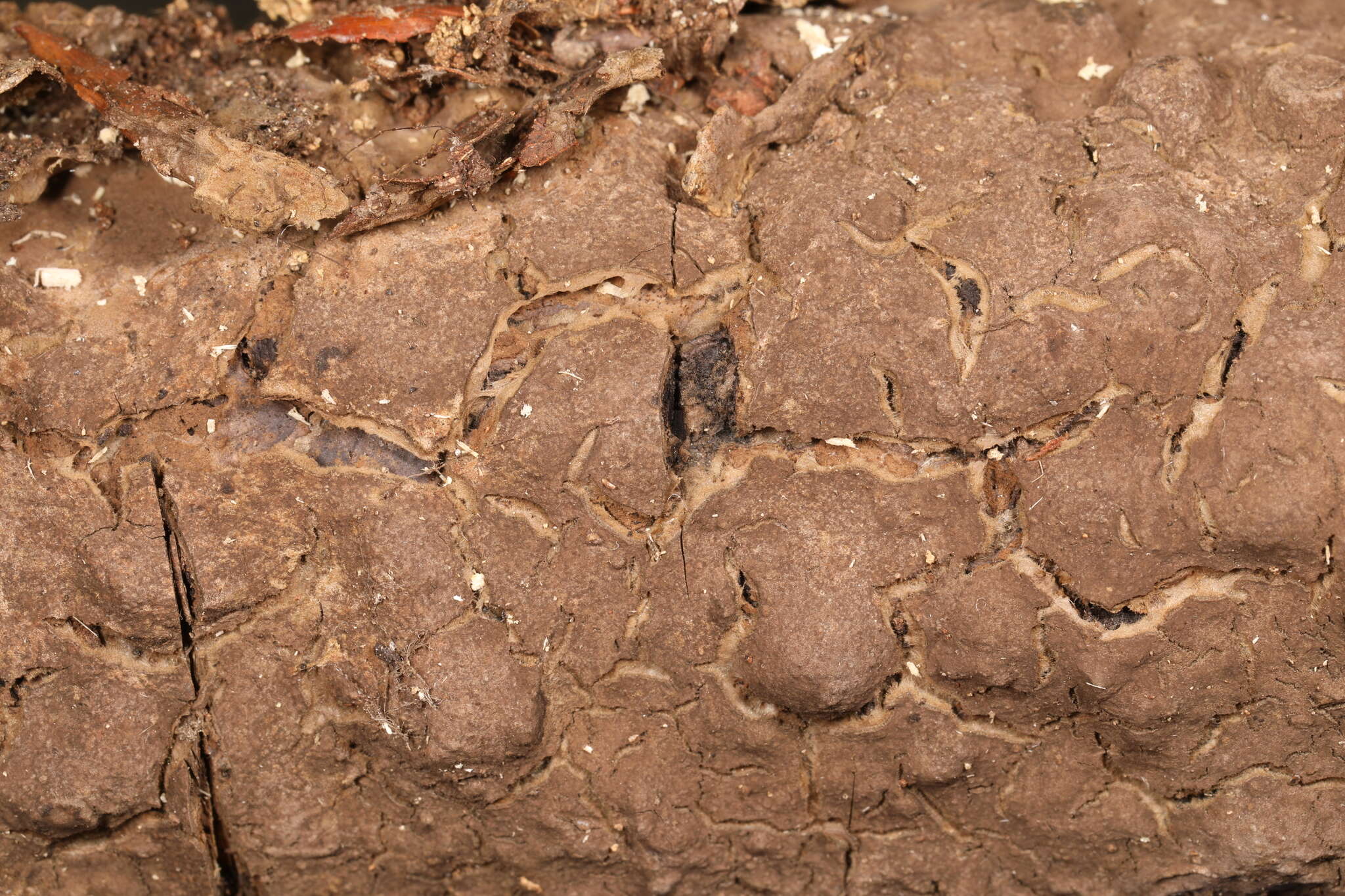 Image de Tomentella ellisii (Sacc.) Jülich & Stalpers 1980