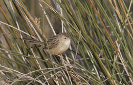 Слика од Prinia gracilis (Lichtenstein & Mhk 1823)