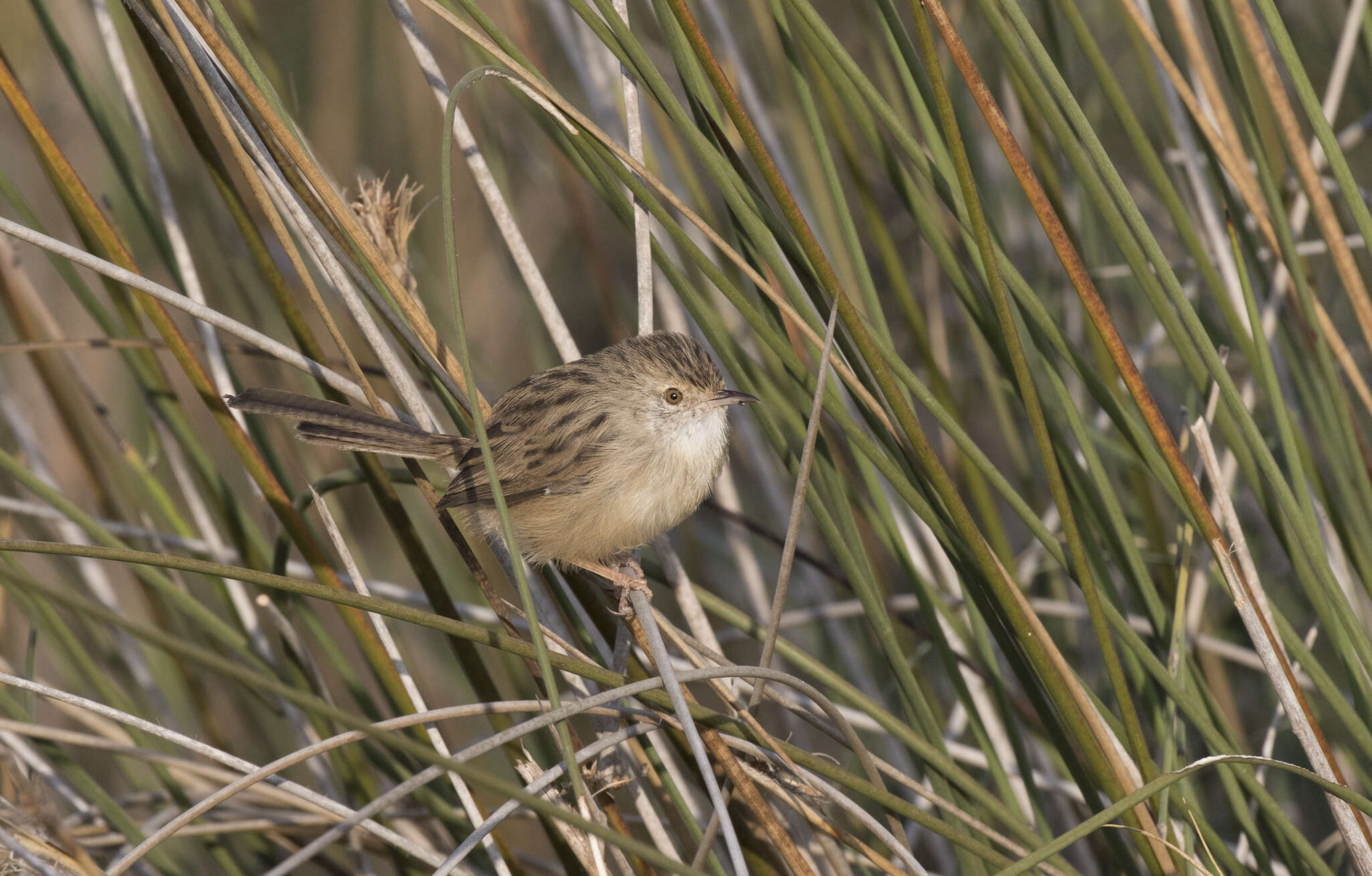 Слика од Prinia gracilis (Lichtenstein & Mhk 1823)
