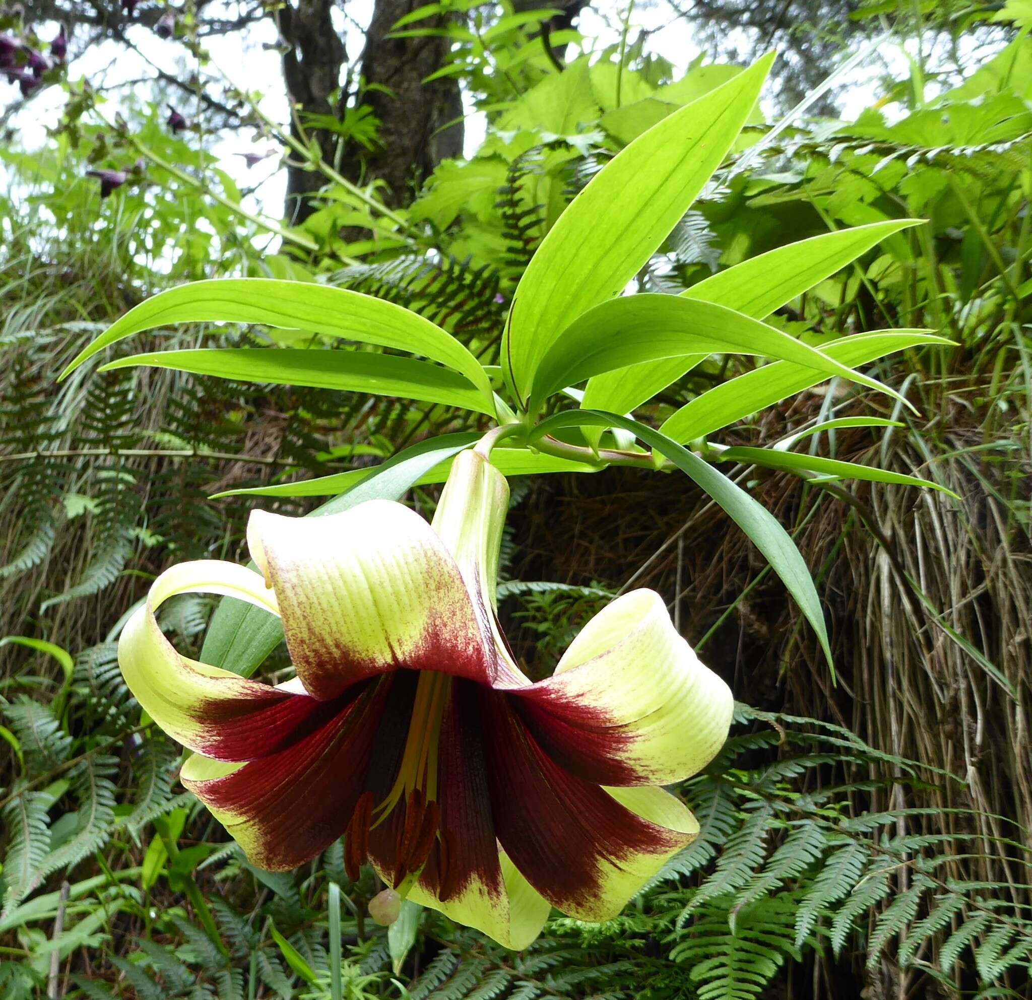 Image of Lilium nepalense D. Don