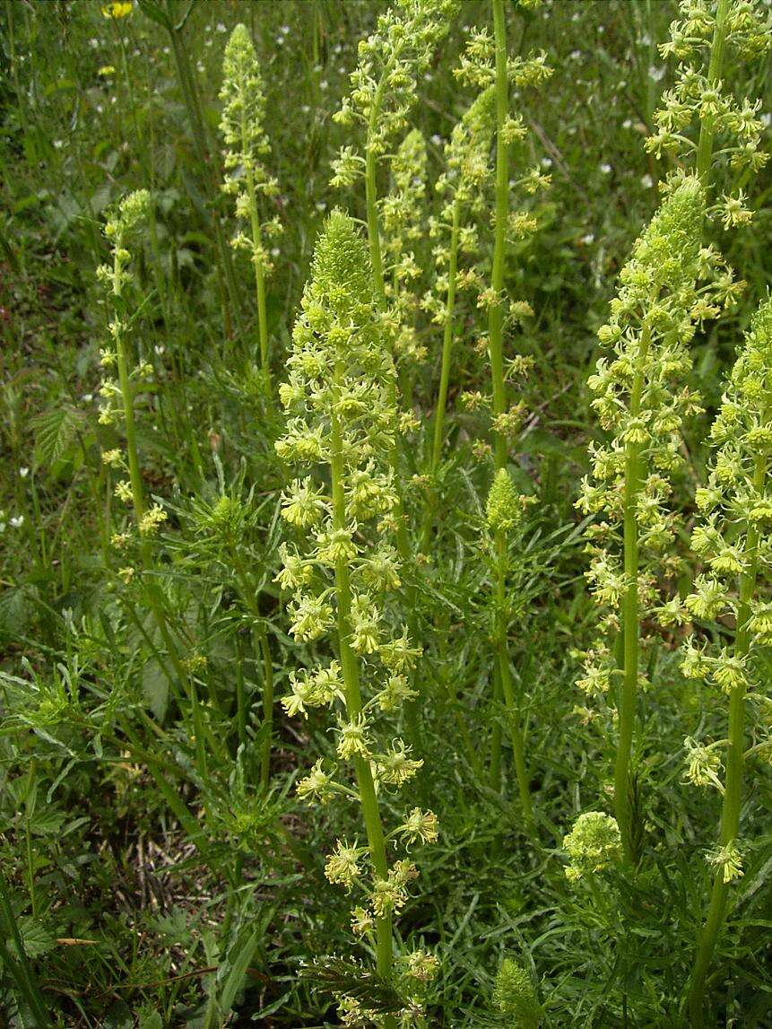 Слика од Reseda lutea L.